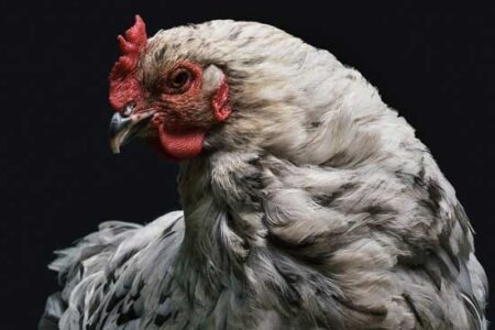 Backyard Chicken Facts — 5 Things No One Told Us Image